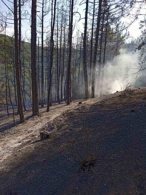 Горски и пожарникари спасиха от изпепеляване над 200 декара широколистна гора край Сухиндол